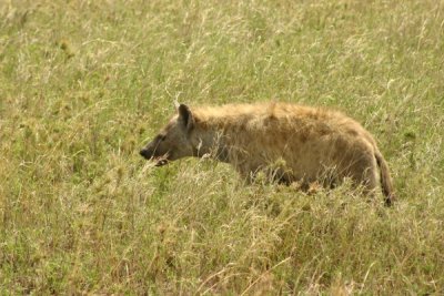 Serengeti - hyena