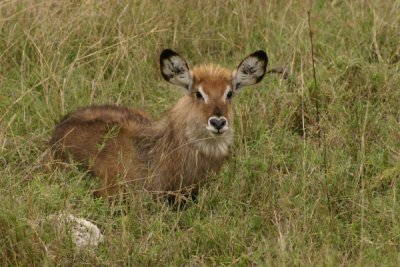 Serengeti - young kudu