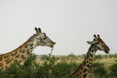 Serengeti - giraffes