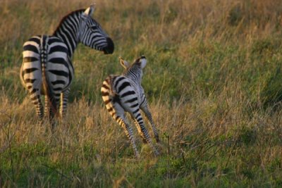 Serengeti - frolicking baby zebra