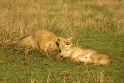 Serengeti - lions