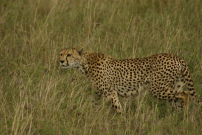 Serengeti - cheetah