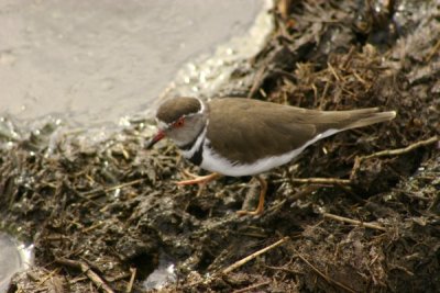 Serengeti - nice bird