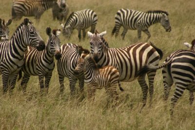Serengeti - protecting the baby zebra