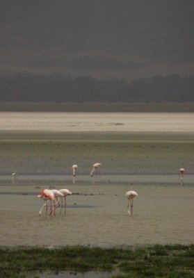 Ngorongoro Crater - flamingos