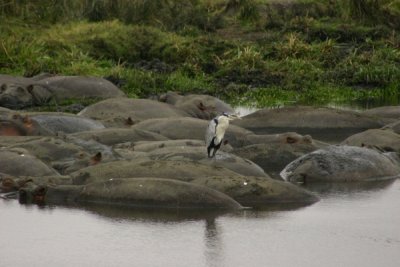 Ngorongoro Crater - stork on hippos
