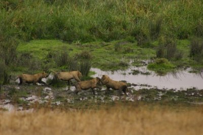 Ngorongoro Crater - lion cubs playing
