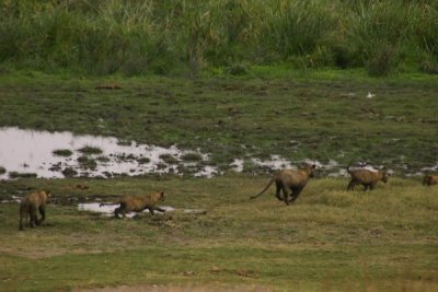 Ngorongoro Crater - lion cubs playing