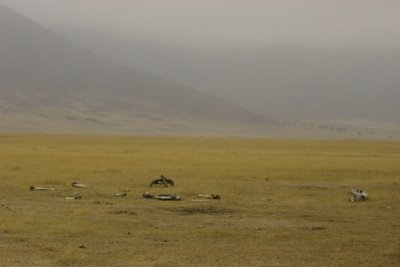 Ngorongoro - too many bones for hyenas to clean up