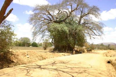 Huge baobab tree with parasites