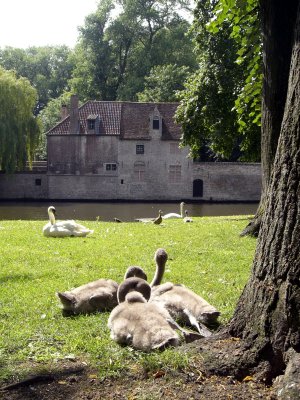 Young swans near Begijnhof, Bruges