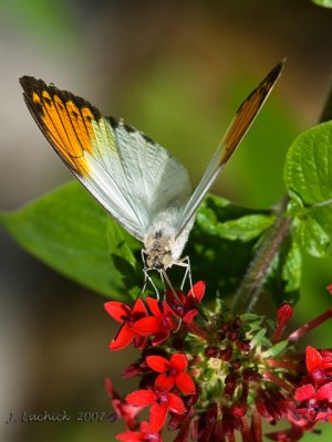 Great Orange Tip 68 2007021461 .jpg