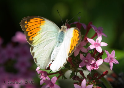 Great Orange Tip 57 2007021464 .jpg