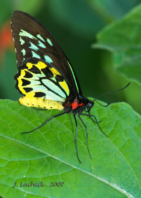 butterflies