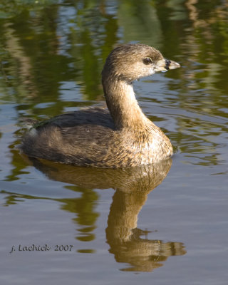 Pied Bill Greebe _DSC0025.jpg