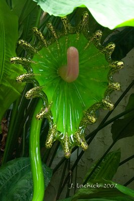 2007032509 .jpg