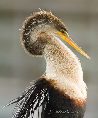 Anhinga juviniel 2007032200.jpg
