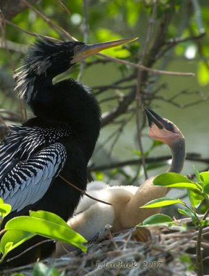 Anhinga nest 2007032621.jpg