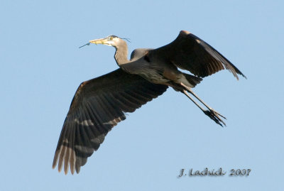 Great Blue Heron 2007021341.jpg