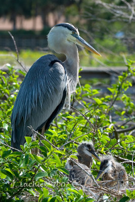 Great Blue Heron nest 3 chicks 2007032603.jpg