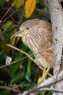 Night Heron 2007032181.jpg