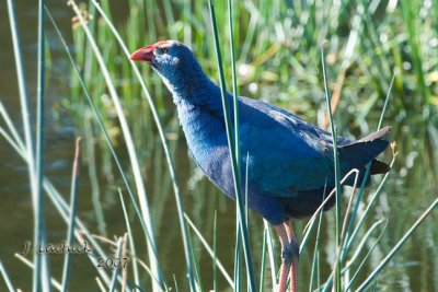 Swamphen 2007031823.jpg