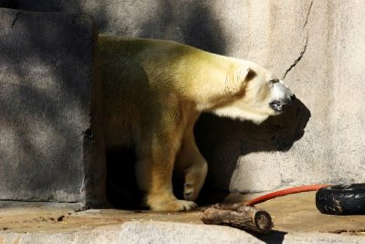 Polar Bear, Brookfield Zoo, Chicago