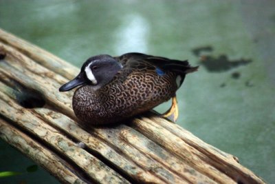 Q is for Quail, Brookfield Zoo, Chicago