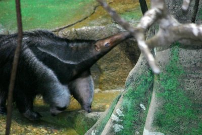 X is for Xenarthra, Brookfield Zoo, Chicago