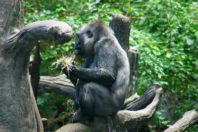 Western Lowland Gorilla, Brookfield Zoo, Chicago