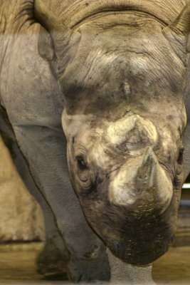 Rhino Horn, Brookfield Zoo, Chicago
