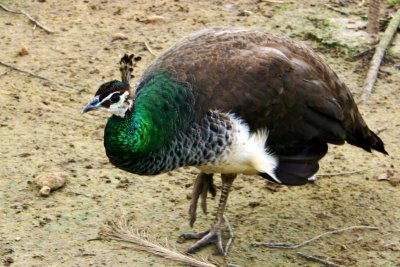 Here's a peahen, Meenakshi Temple in Pearland, Houston