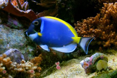 Powder Blue Tang - Acanthurus Leucosternon, fish, Aquarium