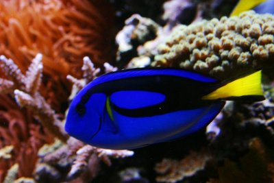 Fish, Aquarium