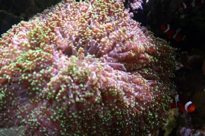 Corals, Aquarium