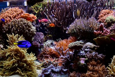 Corals, Aquarium