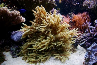 Corals, Aquarium