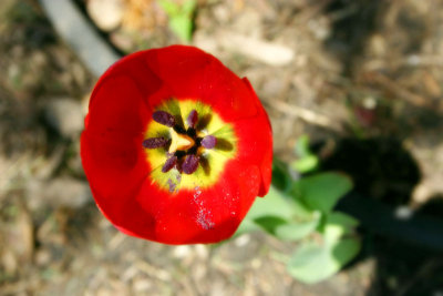Spring 2007 - Open Tulip