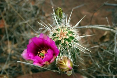 Pink and dangerous cactus, Sedona, AZ