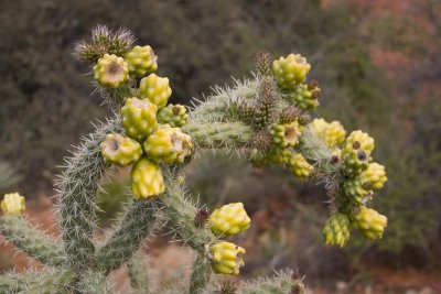 Cactus buds, Sedona, AZ