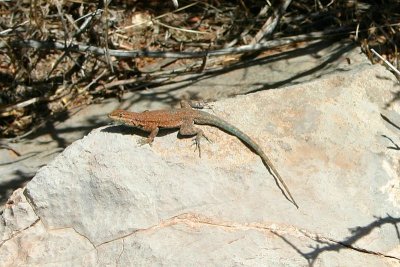 Lizard, Bright Angel Trail, Grand Canyon National Park