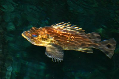 Fish, Aquarium