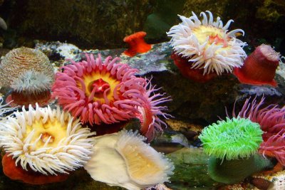 Sand Rose and Giant Green Anemone, Fish, Aquarium