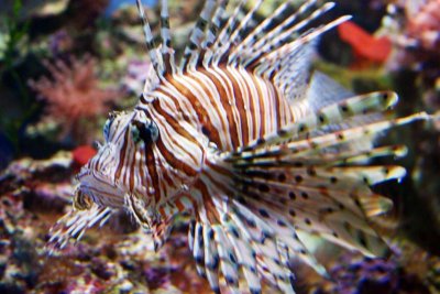 Fish, Aquarium