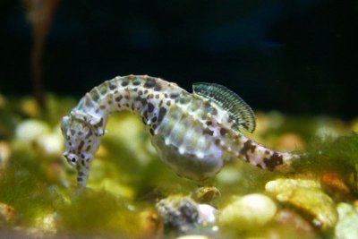 Northern Seahorse - Pregnant male, Aquarium