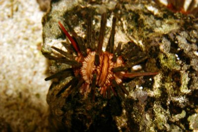 Urchin, Aquarium