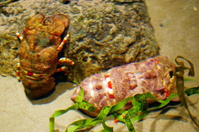 Lobster, Aquarium