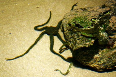 Star fish, Aquarium