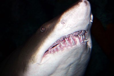 Atlantic Blacktip Shark - Cacharhinus limbatus, Aquarium