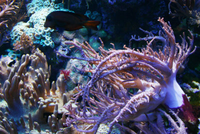 Coral, Fish, Aquarium
